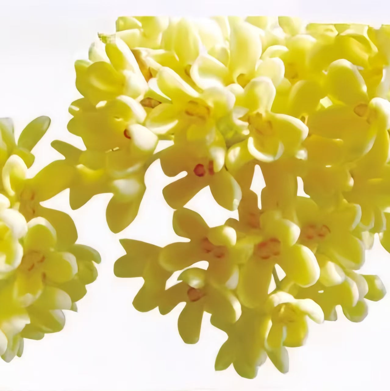 Wu Yutai Traditional Chinese Oolong Osmanthus Gift Box