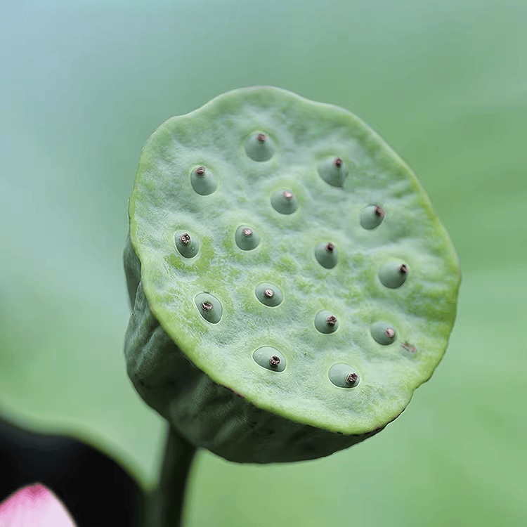 Beijing Tongrentang Lotus Plumule Tea
