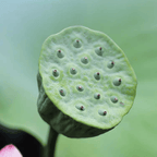 Beijing Tongrentang Lotus Plumule Tea